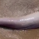 Imagen para el artículo titulado Esta misteriosa criatura marina que se hizo viral resultó ser un pene de ballena